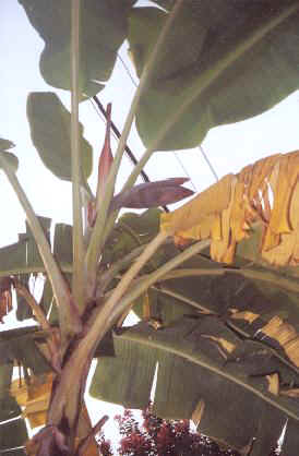 banana