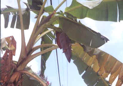 banana