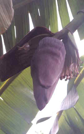 banana