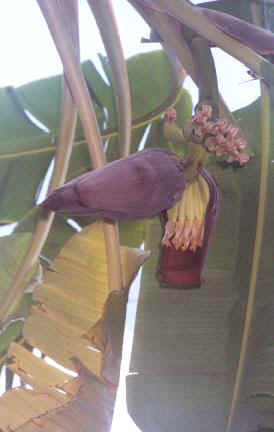 banana