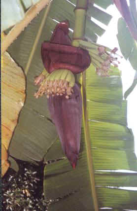 banana