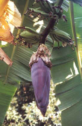 banana