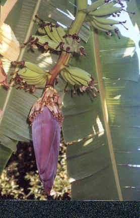 banana
