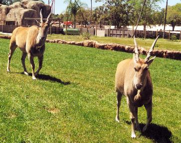 Busch Gardens