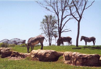 Busch Gardens