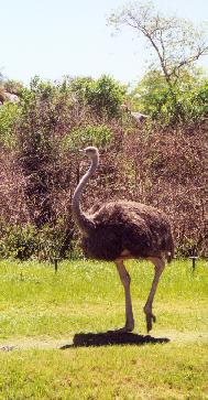 Busch Gardens