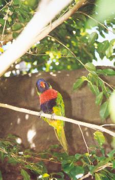 Busch Gardens