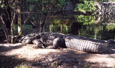 Busch Gardens