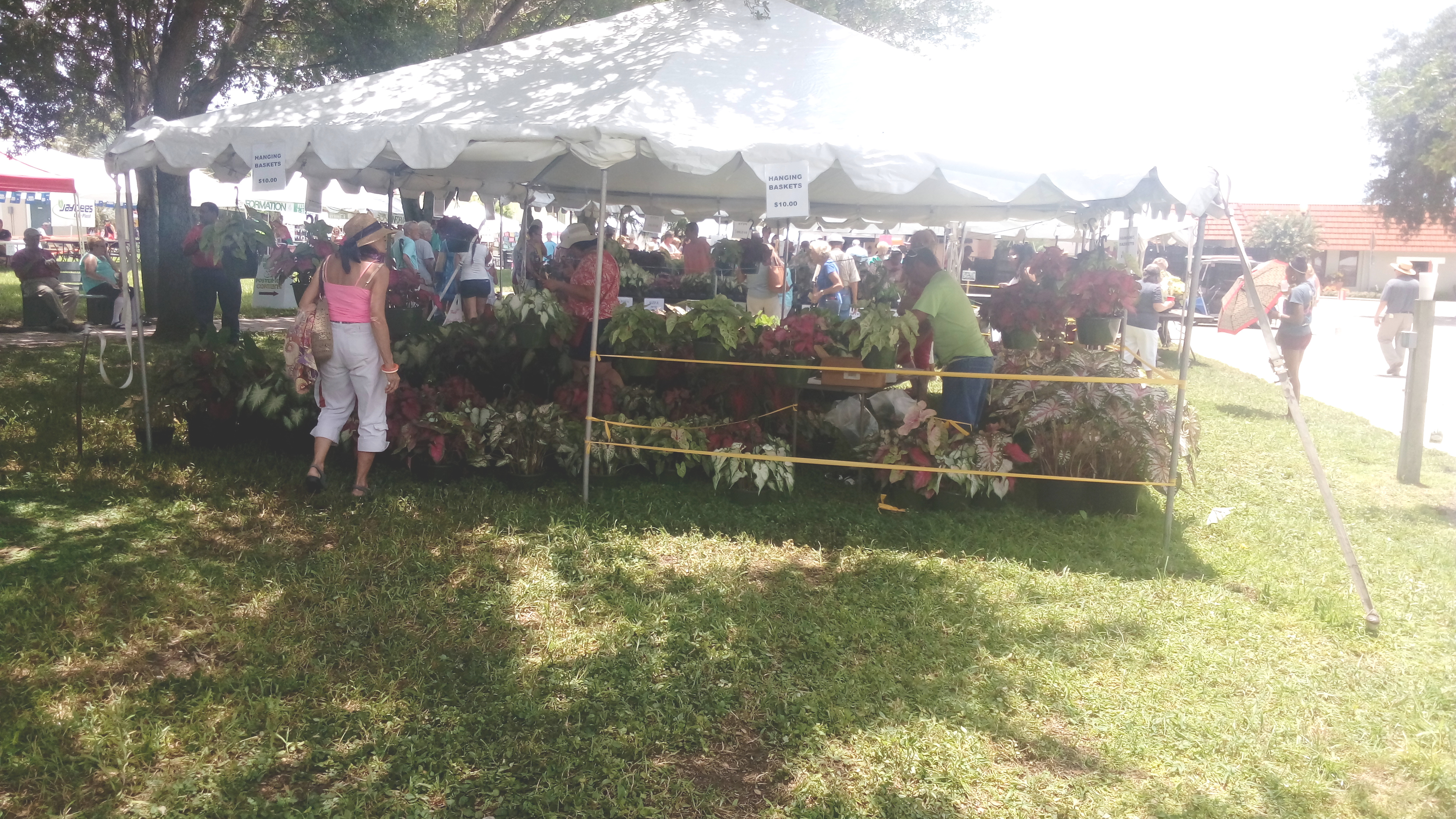 caladium Festival
