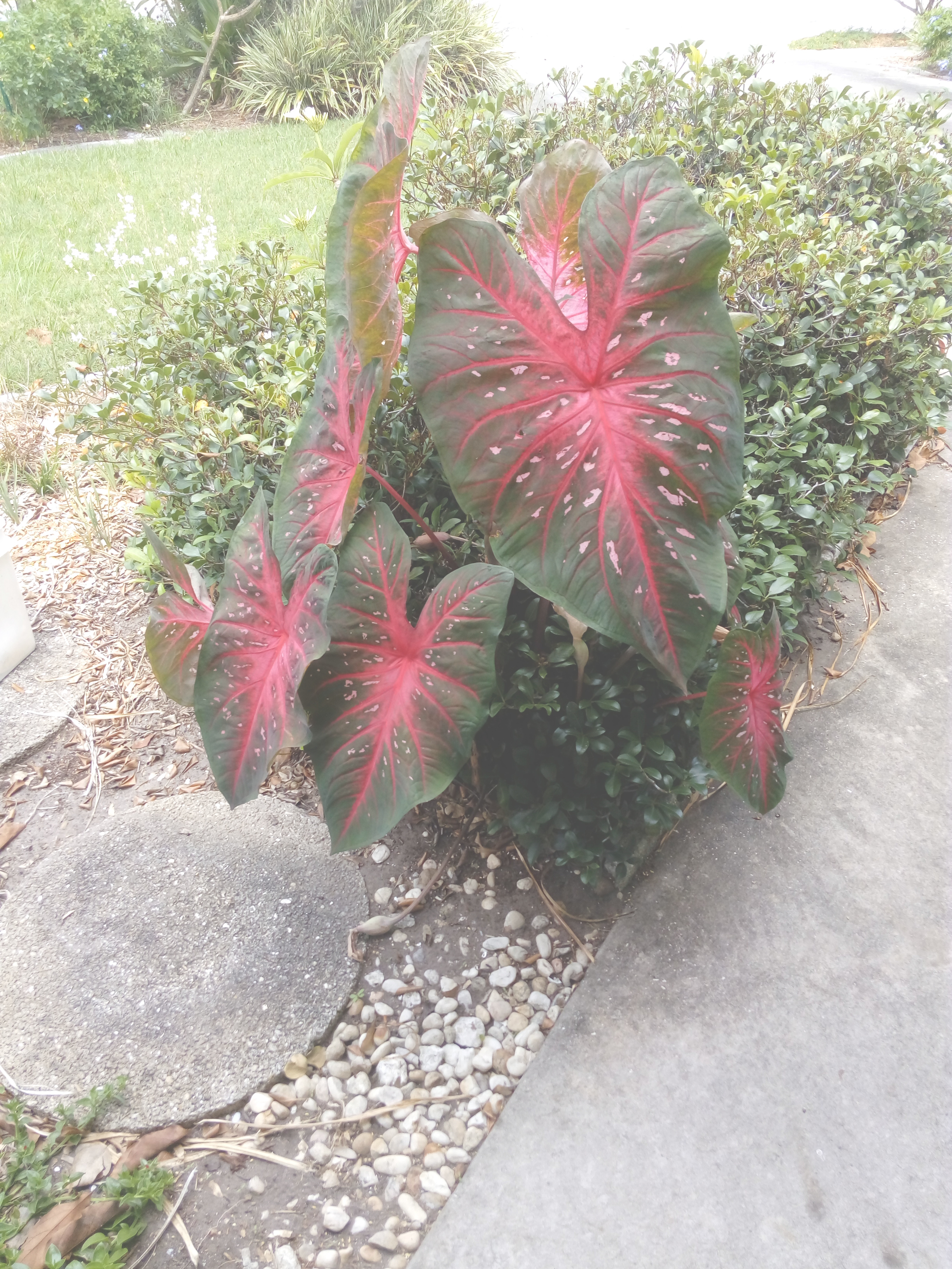 Our Caladium