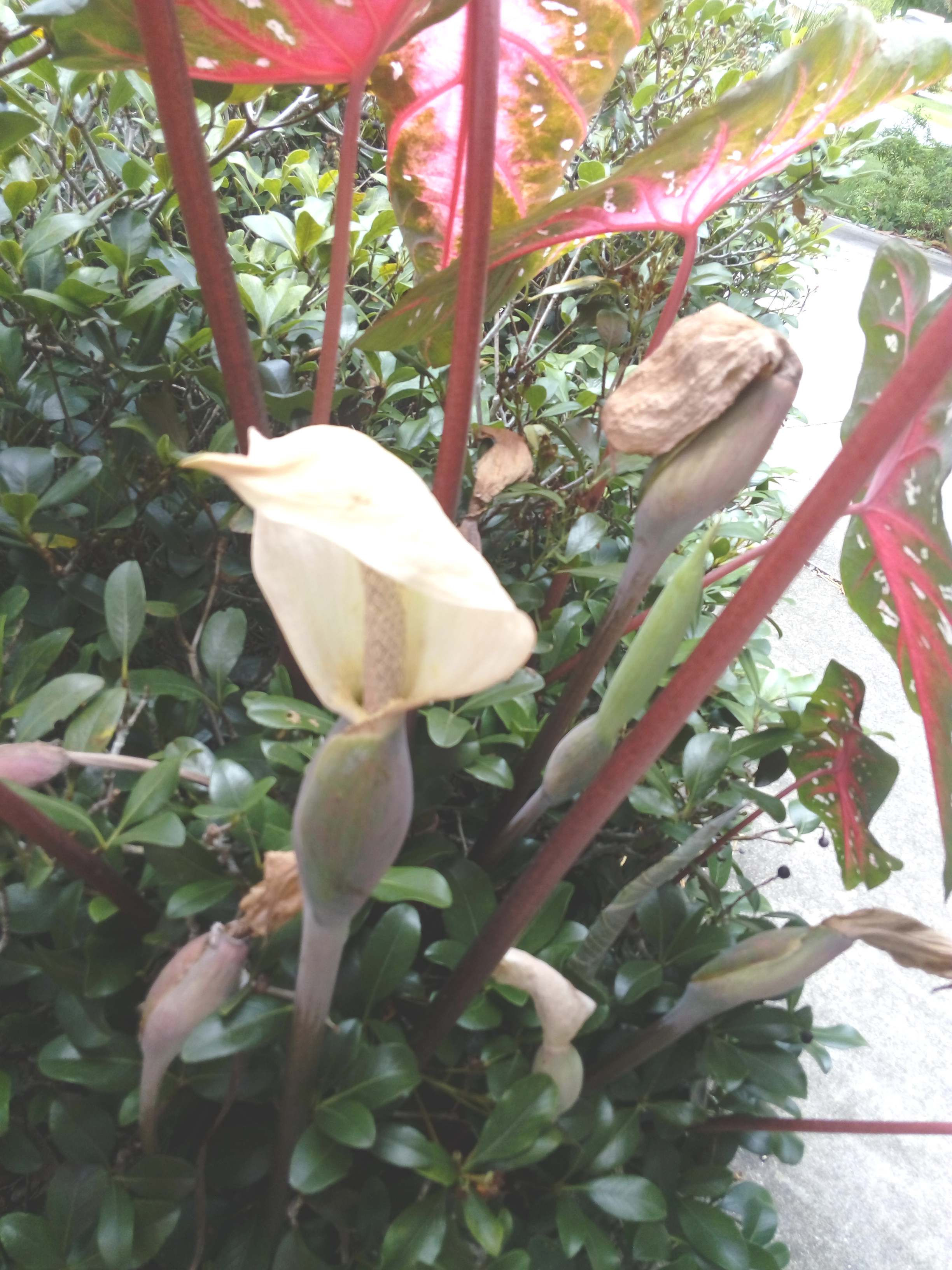 Our caladium