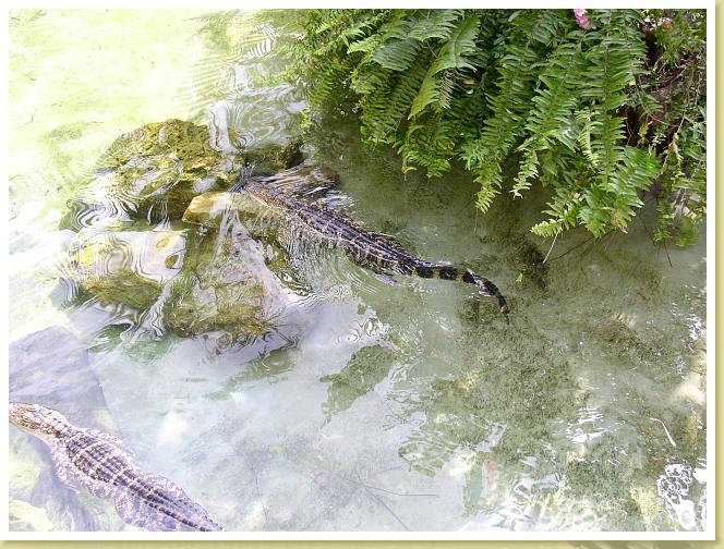 cypress Gardens