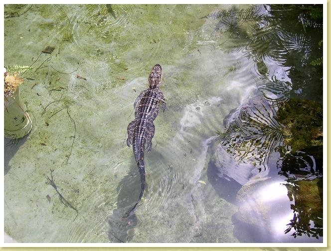 cypress Gardens