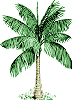 Palm tree
