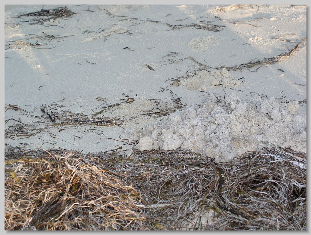 Bald Point State Park
