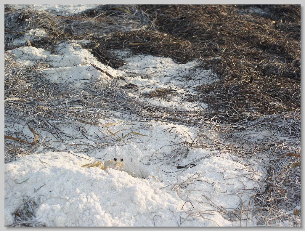 Bald Point State Park