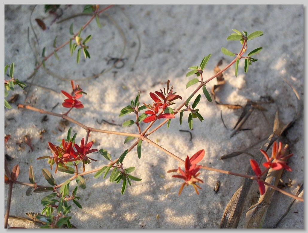 Bald Point State Park