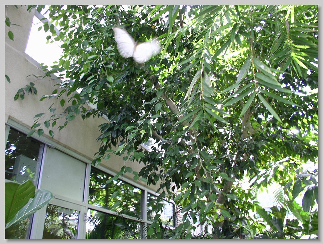 Florida Butterfly House Gainsville