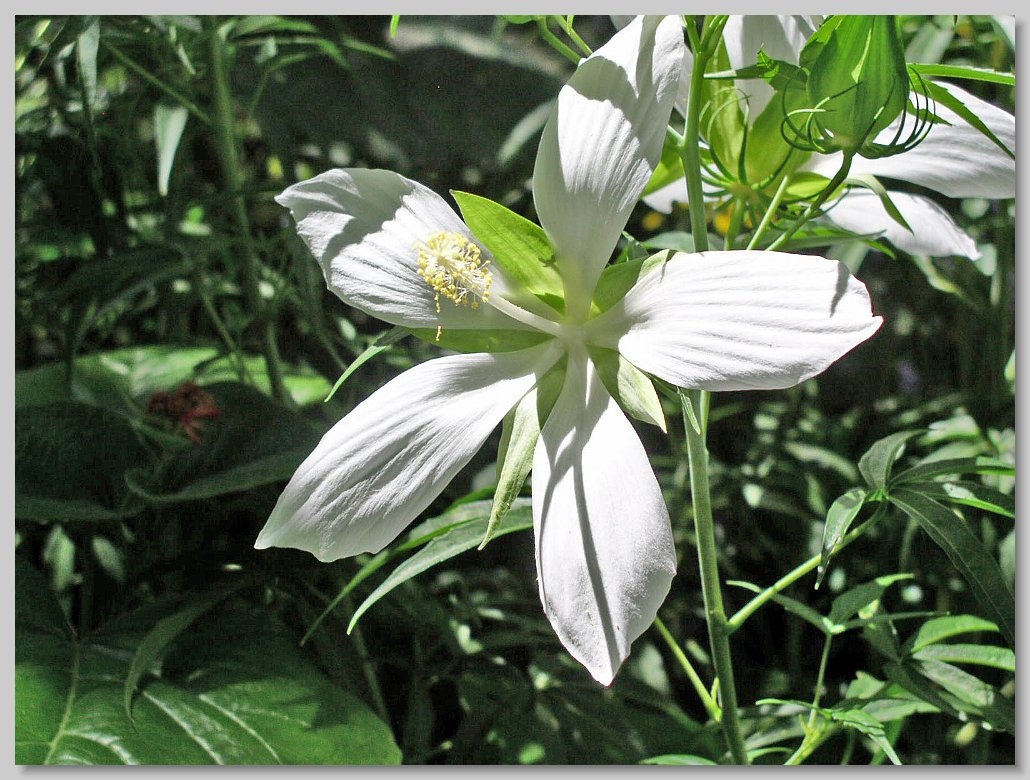 Butterfly House