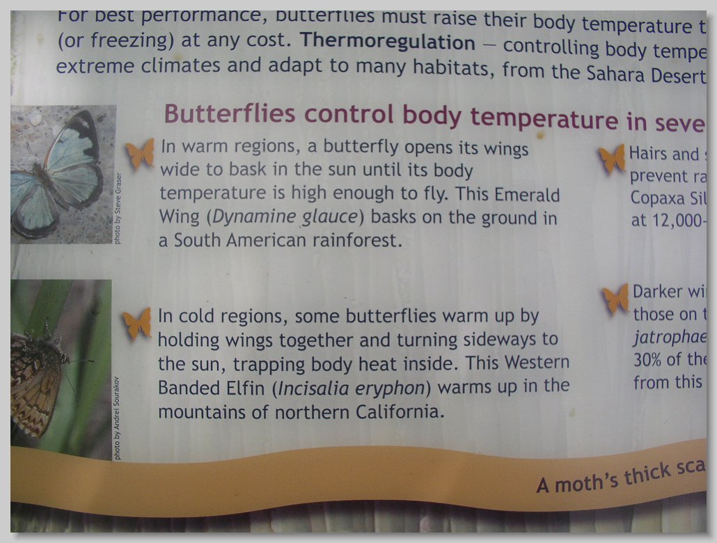 Butterfly House