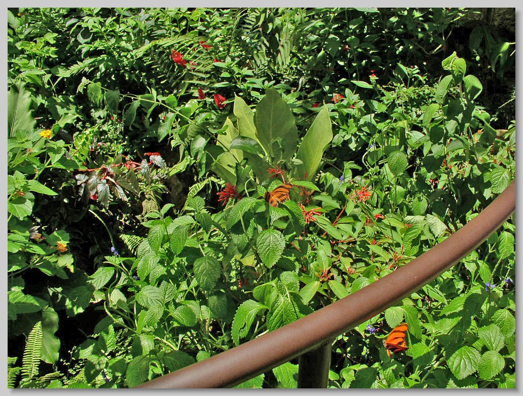 Butterfly House