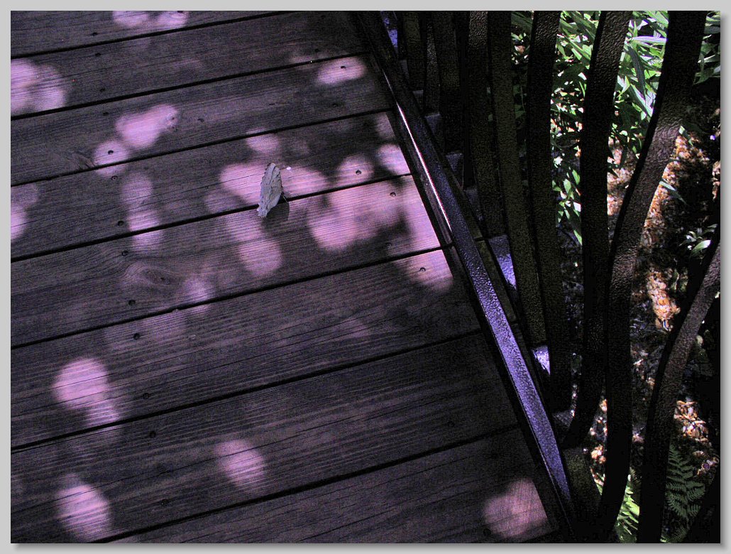 Butterfly House