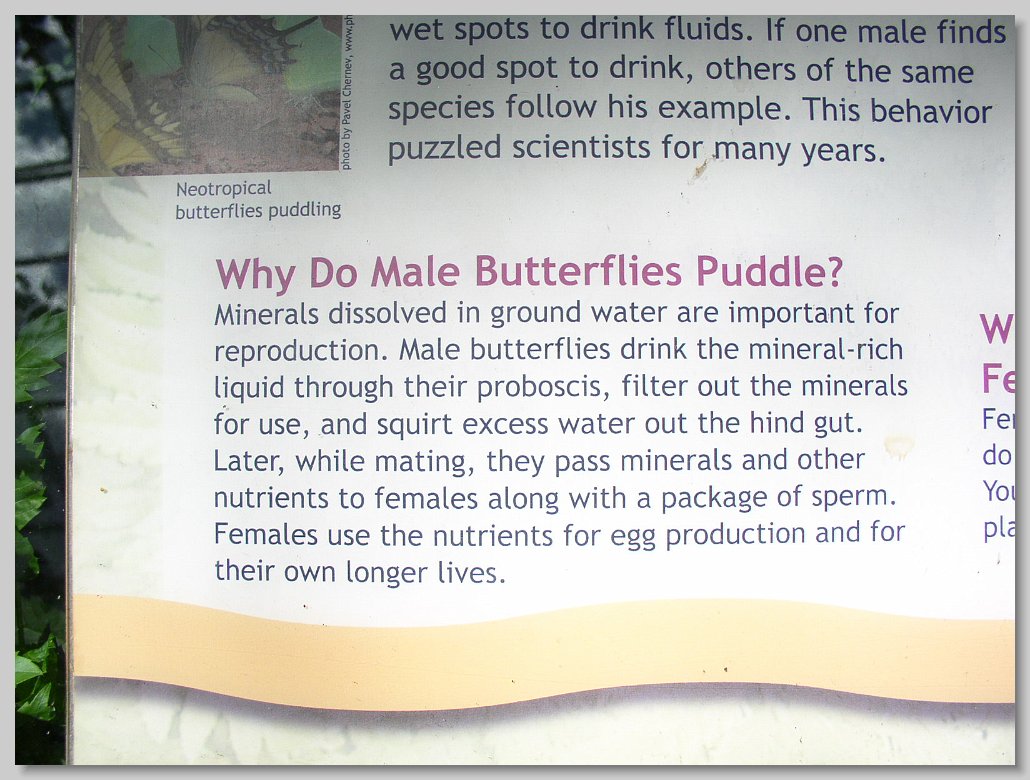 Butterfly House