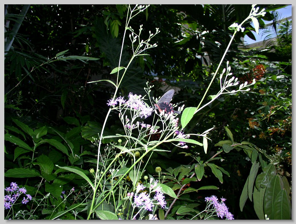 Butterfly House