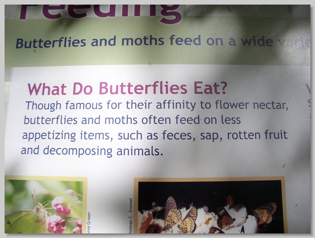 Butterfly House
