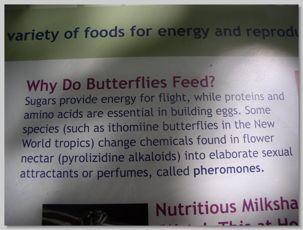 Butterfly House