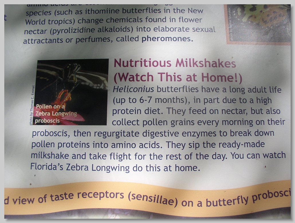 Butterfly House