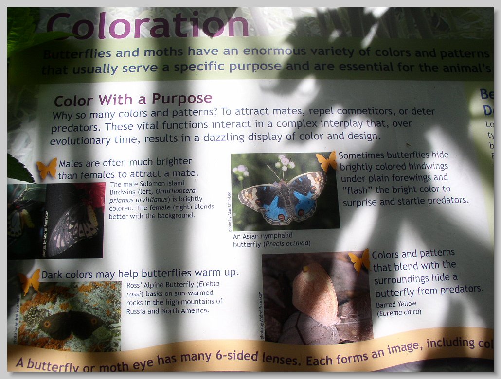 Butterfly House
