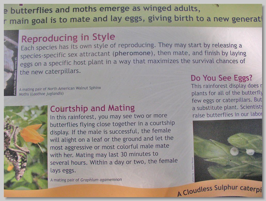 Butterfly House