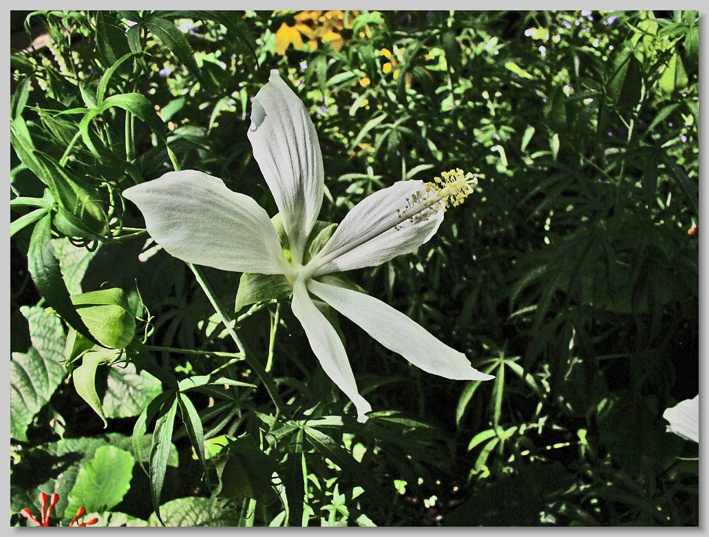 Butterfly House