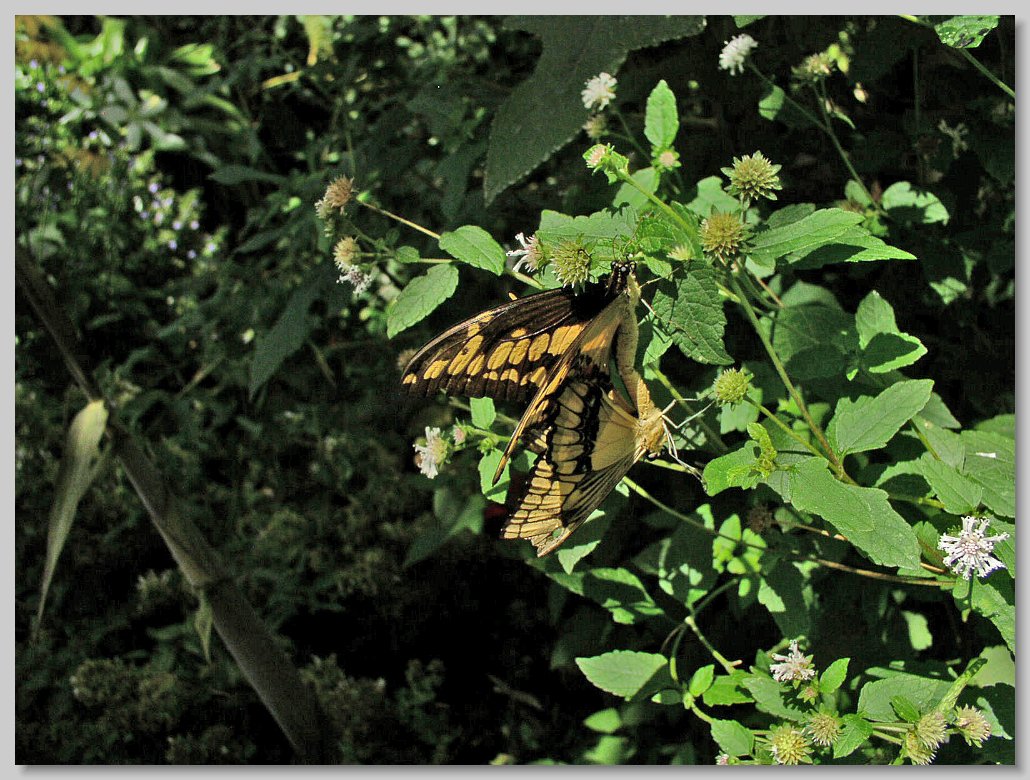Butterfly House