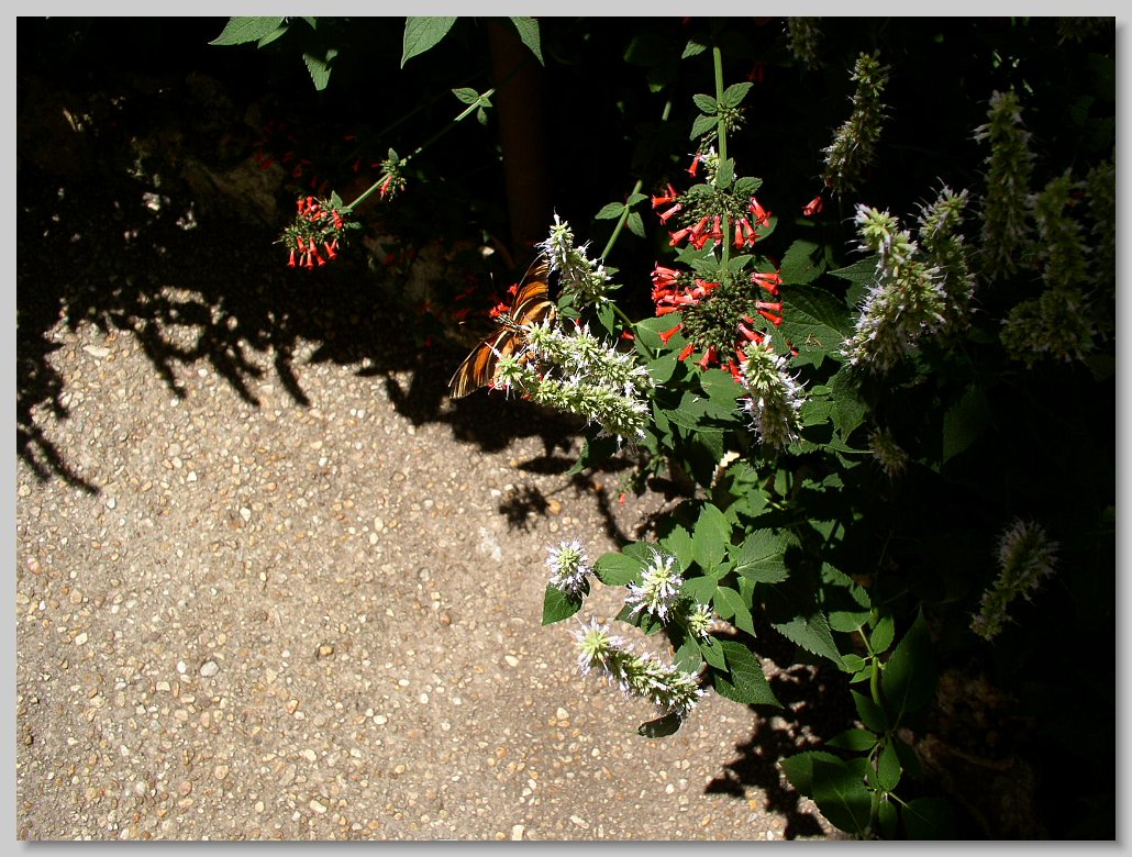 Butterfly House