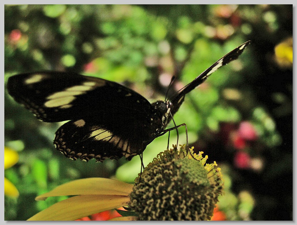 Butterfly House
