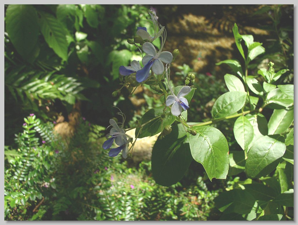 Butterfly House
