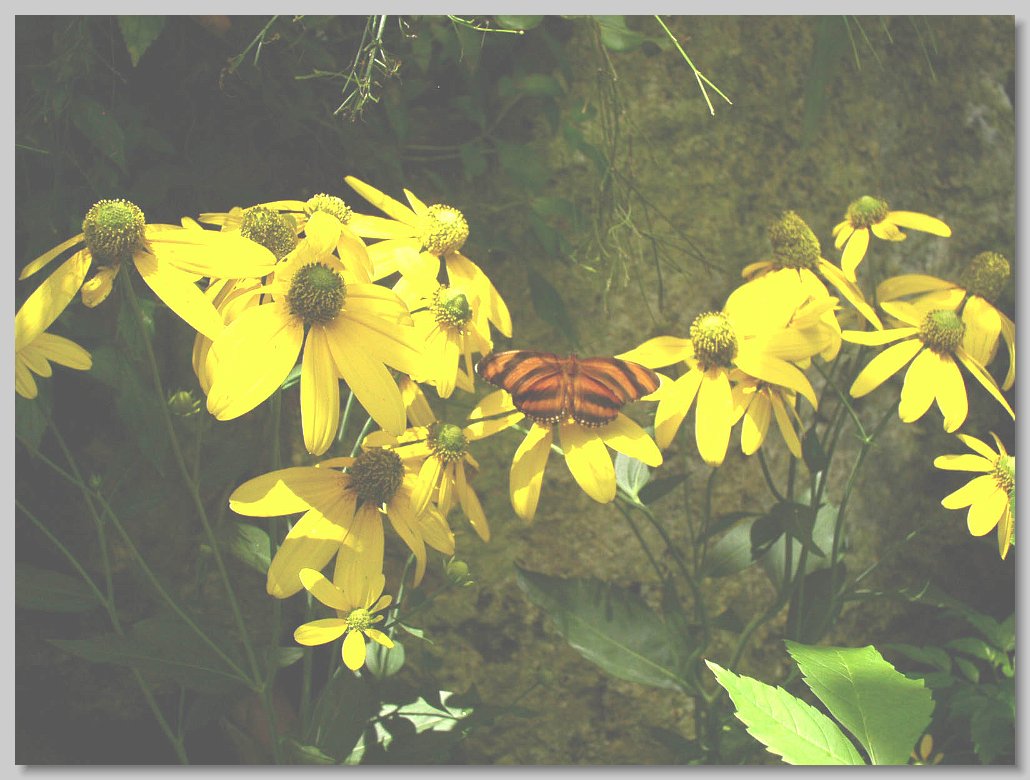 Butterfly House