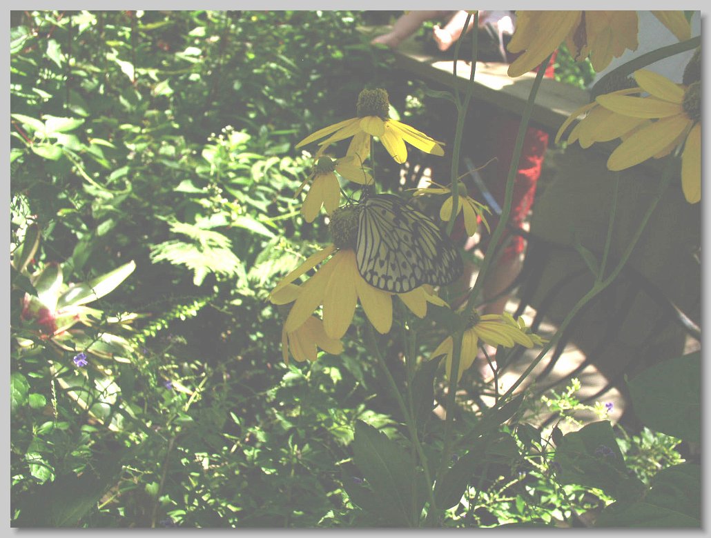 Butterfly House