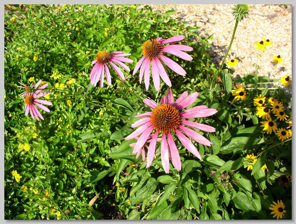 Macclay State Park