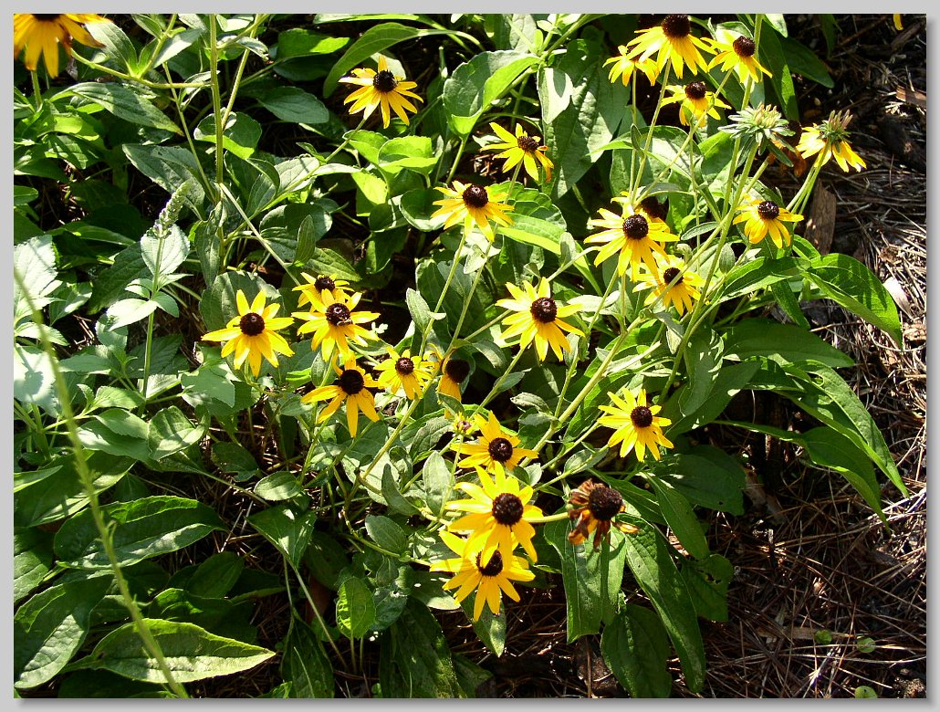Macclay State Park