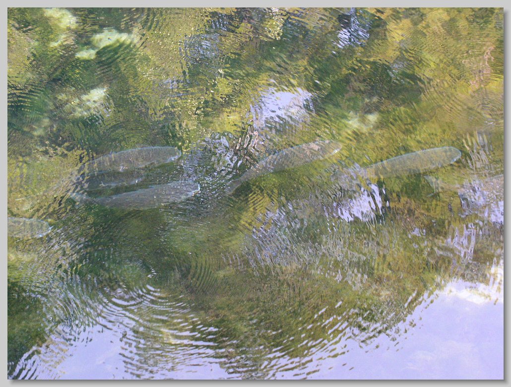 Manatee Springs State Park