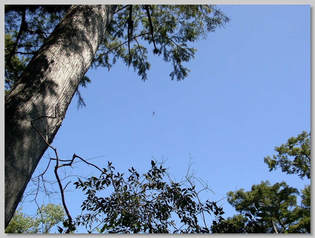 Manatee Springs State Park