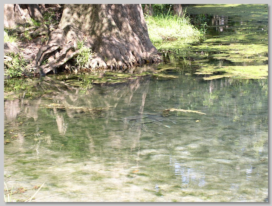 Manatee Springs State Park
