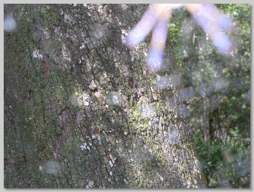 Manatee Springs State Park