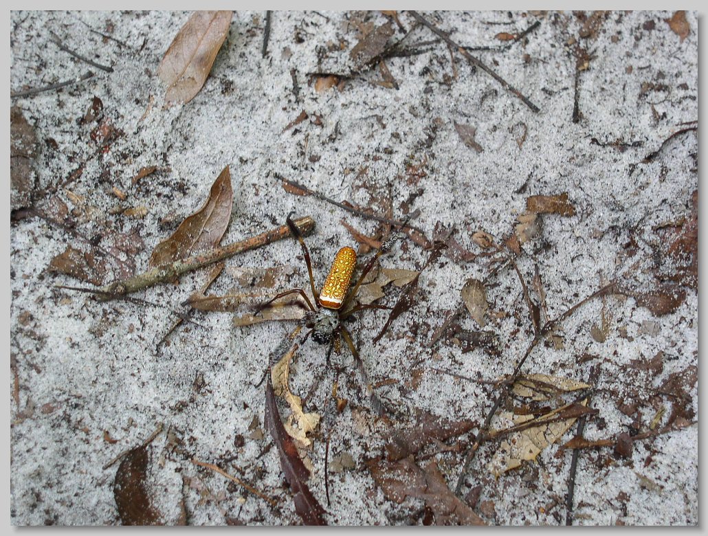 Manatee Springs State Park