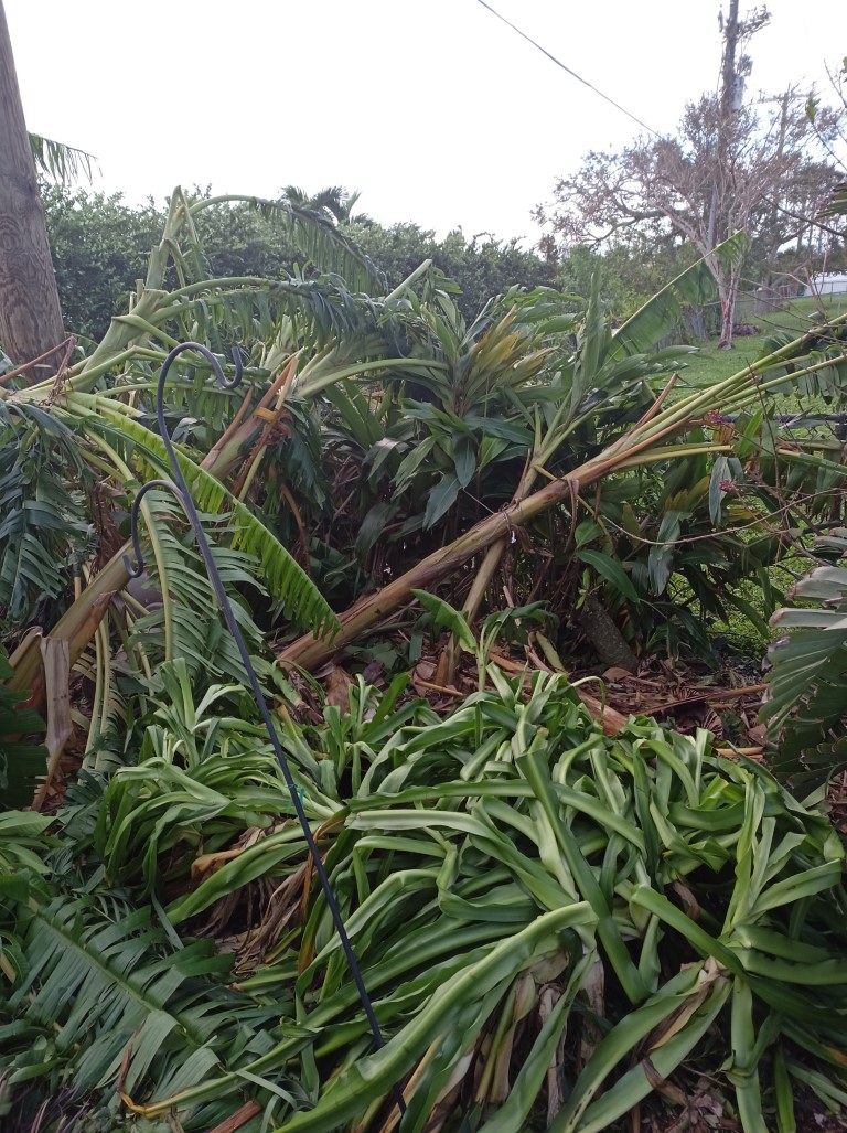 During Hurricane