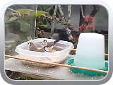 VID_20160325_152830 (1)