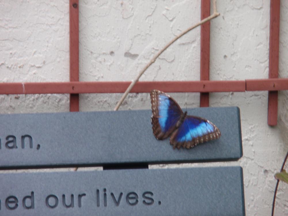 Miami Butterfly World